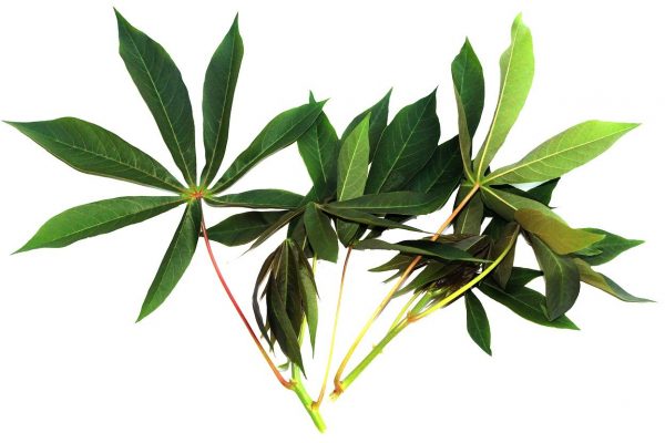 cassava-leaves-878933_1280